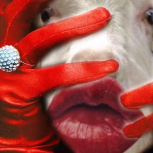 Meet your Posher, Rose